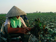 Thị trường - Tiêu dùng - Dân thu gần trăm triệu/năm nhờ trồng loại cây có củ đen sì, gai sắc nhọn