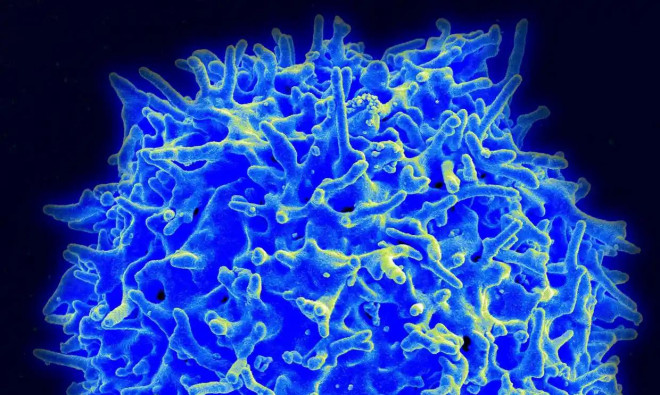 Tế bào T của người, từ một người hiến tặng khỏe mạnh. Tế bào lympho T trong bộ nhớ cung cấp phản ứng miễn dịch với khả năng nhận biết các kháng nguyên đã gặp trước đó. Ảnh: Getty Images.