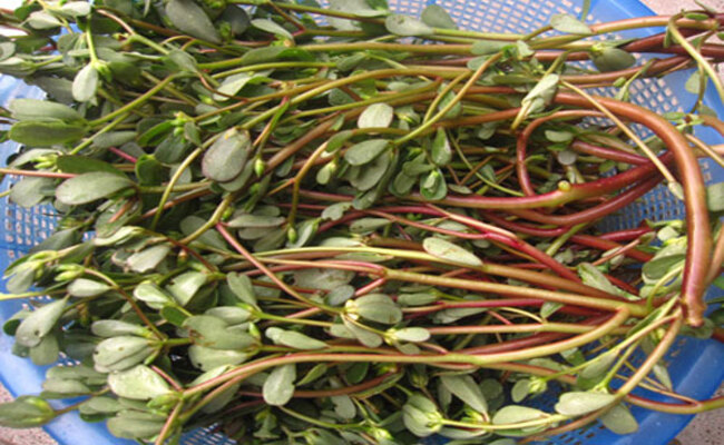 Hiện tại trên thị trường, rau sam tươi được bán với giá dao động từ 40.000 đồng/kg – 90.000 đồng/kg. Còn rau sam phơi khô có giá 170.000 đồng – 200.000 đồng/ kg.
