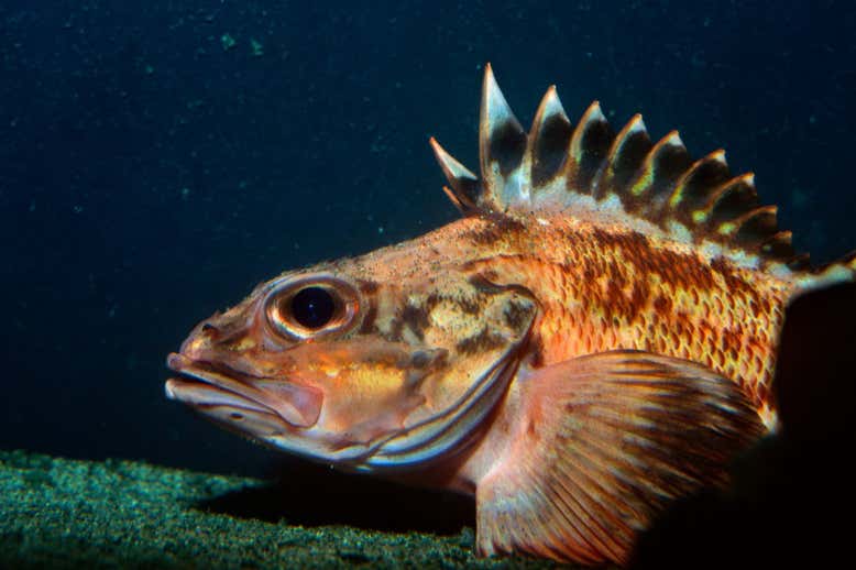Một loài cá rockfish. Ảnh: Alamy