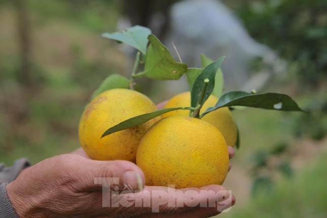 “Năm nay cam được mùa, sản lượng đạt cao hơn so với những năm trước. Tuy nhiên hiện tại vận chuyển khó khăn do ảnh hưởng của dịch nên tiêu thụ khó hơn. Người dân đang thu hoạch tiêu thụ dần bằng việc bán ra các tỉnh lẻ, đồng thời áp dụng các hình thức bán, quảng cáo thương hiệu trên sàn thương mại điện tử”, ông Sơn cho biết.