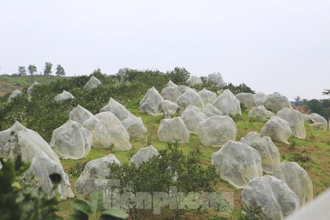 Tại Hương Đô có hơn 300 hộ dân trồng cam với tổng diện tích hơn 360 ha, trong đó có 320 ha đã cho thu hoạch. Năm nay cam được mùa, sản lượng ước tính đạt trên 4.000 tấn.