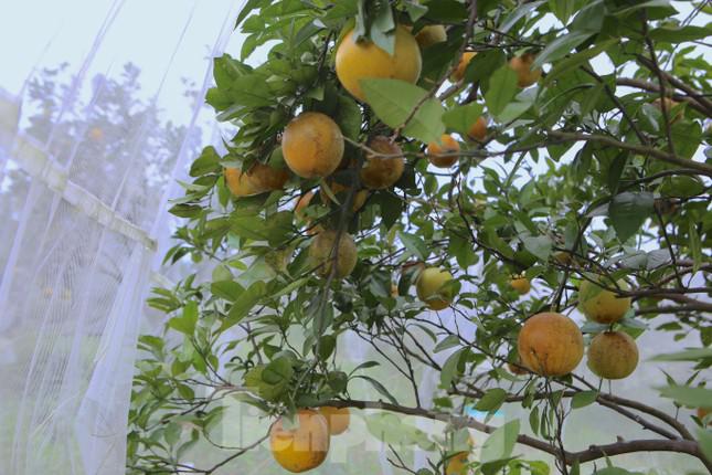 Ông Nguyễn Hồng Sơn - Chủ tịch UBND xã Hương Đô cho biết, cam năm nay được mùa, tuy nhiên do ảnh hưởng của dịch COVID-19, vận chuyển khó khăn nên lượng tiêu thụ cam kém hơn so với những năm trước. Hiện tại toàn xã mới tiêu thụ được 20% diện tích, giá giao động từ 25-40 ngàn đồng/kg, cũng có những hộ cam có thương hiệu nên bán được với giá cao hơn.