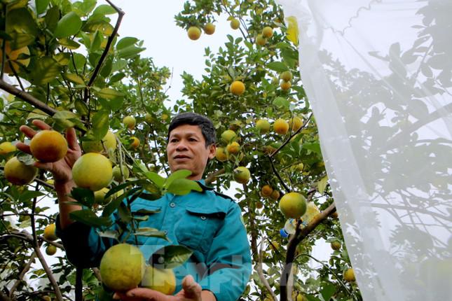 Ông Đinh Văn Nhâm (trú xã Hương Đô) cho biết, hiện tại toàn bộ HTX mới tiêu thụ được khoảng 20 tấn. Chủ yếu là những doanh nghiệp, đại lý đã ký kết tiêu thụ. Cam đầu mùa nên giá cũng đang giao động từ 25-40 ngàn đồng/kg.