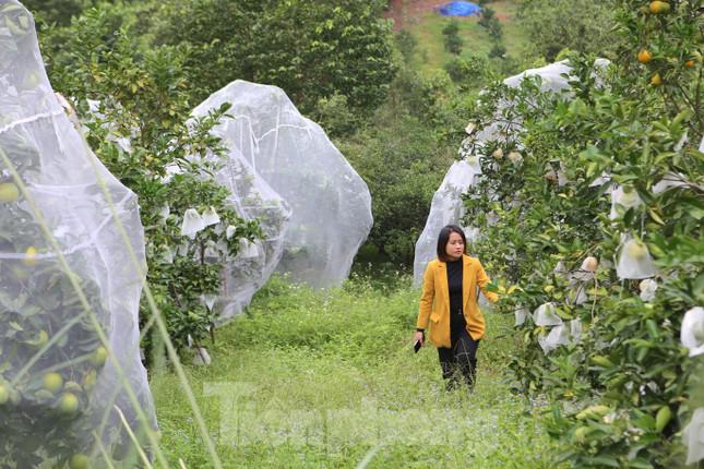 Hợp tác xã Long Nhâm có hơn 30 hộ tham gia trồng cam với diện tích 67 ha cho thu hoạch. Sản lượng năm nay đạt khoảng 700 tấn.