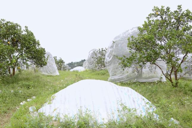 Cam Khe Mây được trồng ở các đồi núi cằn cỗi, ở thôn 6, thôn 7, thôn 1…. Cam có vị ngọt thanh đậm. Chỉ giống cam được trồng tại vùng đất này mới cho ra hương vị ngon và khác biệt nhất.