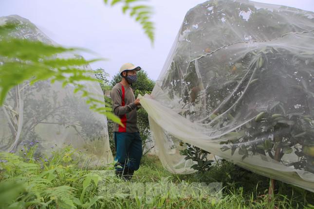 Cam thu hoạch bắt đầu từ tháng 10 đến hết tháng 2 Âm lịch. Từ khi cam bắt đầu đậu quả, người dân sử dụng màn để bọc lên cây, tránh ruồi, sâu phá hoại quả. Cách làm này được người dân trồng cam đúc rút từ hàng chục năm trong nghề.