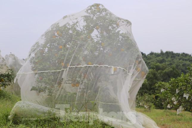 Cam Khe Mây có chiều cao từ 2-8m. Nhiều hộ dân trong vùng hàng năm có doanh thu cao, đặc biệt hộ ông Đinh Văn Oánh mỗi năm thu trên 5 tỷ từ tiền bán cam. Trị giá vườn cam đặc biệt này có thể lên tới hàng chục tỷ đồng.