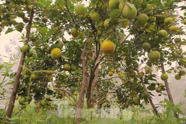 Được lớp màn bảo vệ nên người dân không sử dụng túi bóng để bọc từng quả. Việc làm này vừa tiết kiệm được thời gian, chi phí lại cho năng suất cao.