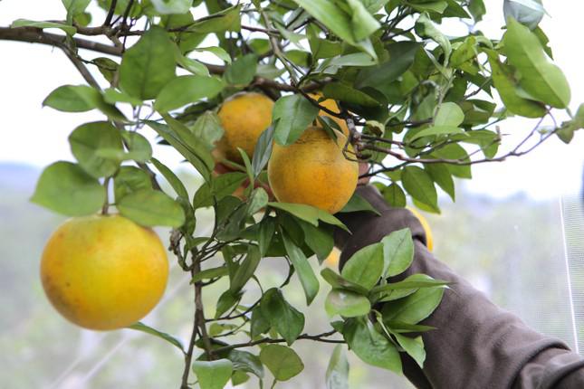 Ông Lê Quang Vinh - Trưởng phòng NN&amp;PTNT huyện Hương Khê cho biết, trong 2.000 ha cam thì có gần 1.500 ha đã cho thu hoạch. Cam Khe Mây được trồng theo tiêu chuẩn VietGAP và được dán tem truy xuất nguồn gốc, thương hiệu khi đưa ra thị trường.