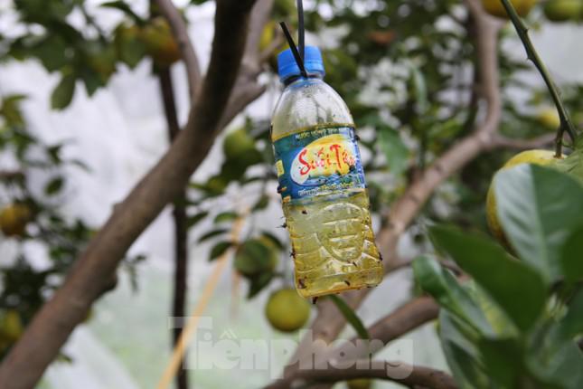 Phía ngoài được mắc màn bảo vệ, còn bên trong người dân tự chế tạo chất dính có mùi để bẫy sâu bọ. "Tôi trồng được 1 ha với hơn 300 gốc cho thu hoạch. Năm nay ước tính đạt hơn 10 tấn cam. Việc mắc màn này ngoài giảm thiểu sâu bọ phá hoại còn đảm bảo an toàn vì không sử dụng thuốc, tiết kiệm được chi phí, thời gian, lại cho năng suất cao", ông Trần Ngọc Vĩnh (trú xã Hương Đô nói).