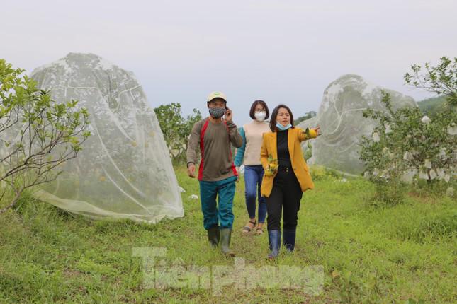 Vào những dịp thu hoạch cam, rất nhiều người vào tận vườn để mua.