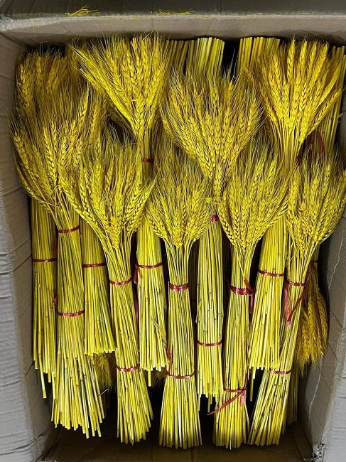 Chán hoa tươi, chị em lùng mua lúa mì về cắm, tiểu thương bán hàng nghìn bó/ngày - 2