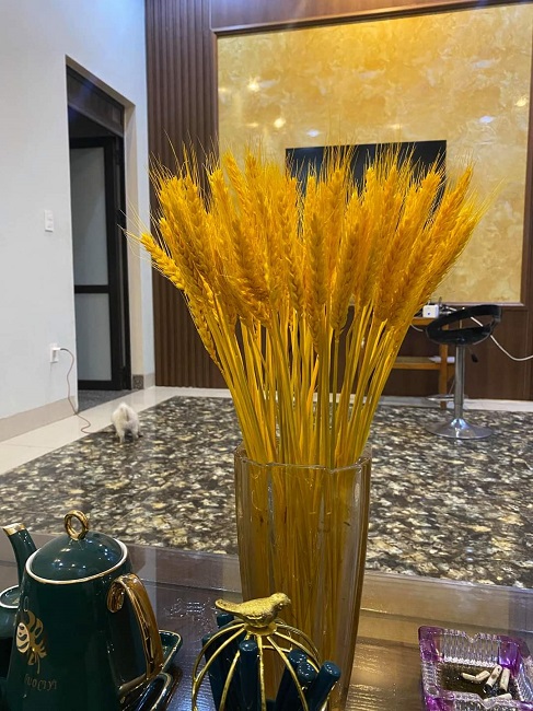 Lúa mì có thể chơi được cả năm