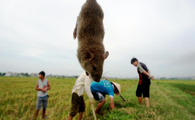 Trung bình mỗi buổi đi săn, các nhóm thợ có thể bắt được từ 5 – 7kg, có những hôm may mắn có thể lên tới cả chục cân.
