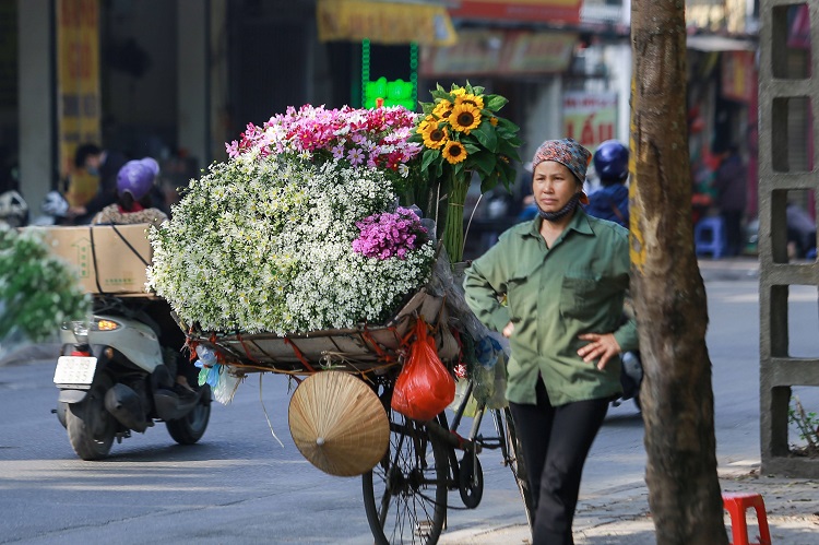 Tuy nhiên, nếu như mọi năm, giá cúc họa mi đầu mùa thường dao động từ 80.000 – 110.000 đồng/bó, thì năm nay, theo nhiều tiểu thương, giá hoa rẻ chưa từng có trong 3 năm trở lại đây.