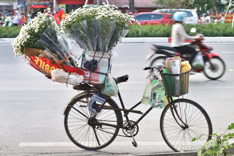 Mỗi ngày, chị Quế cũng như nhiều người bán hàng rong khác chỉ dám nhập từ 10 – 20 bó cúc hoa mi để bán, nhưng cũng phải rong ruổi cả ngày trên nhiều tuyến phố mới có thể tiêu thụ hết.