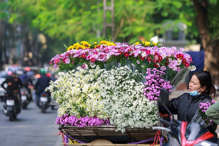 Thời điểm hiện tại, cúc họa mi được bán nhiều ở các tuyến đường như: Nguyễn Trãi; Trần Phú (Hà Đông); dọc đường Nguyễn Chí Thanh; Thanh Niên,.. và bãi đá Sông Hồng.