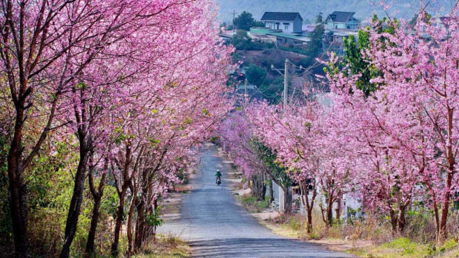 Top 10 loài hoa Đà Lạt đẹp nhất và địa điểm ngắm hoa mới nhất - 13