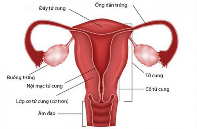 Buồng trứng tạo ra hai hormone sinh dục nữ là estrogen và progesterone.