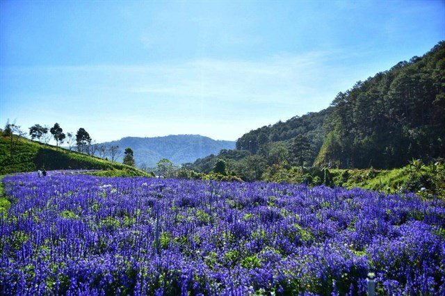 Top 10 loài hoa Đà Lạt đẹp nhất và địa điểm ngắm hoa mới nhất - 6