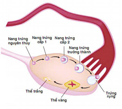 Nang trứng trưởng thành thúc đẩy việc giải phóng lượng estrogen cao hơn.