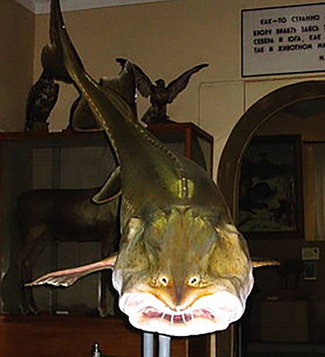 Cá tầm Kaluga (tiếng Trung gọi là Cá hoàng) có tên khoa học là Huso dauricus. Chúng có kích thước lớn, tối đa dài 5,6 m, thông thường nặng 150-400 kg nhưng cũng có thể đạt một tấn. Tuổi thọ của chúng có thể kéo dài tới 80 năm.
