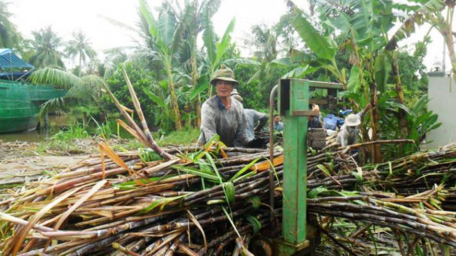 Nông dân trồng mía phấn khởi vì giá bán tăng cao.