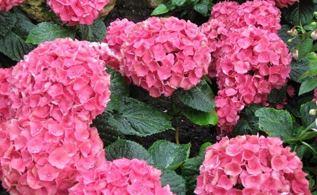 Một loài cây cảnh có độc khác là hoa cẩm tú cầu cũng được nhiều gia đình Việt ưa chuộng. Hoa thường có màu trắng, lam hay hồng nhạt biến đổi tùy theo độ pH trong đất. 
