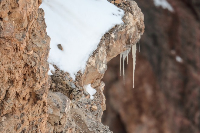 Bức ảnh khiến dân mạng "điên đầu" vì không tìm được vị trí của con báo tuyết. Ảnh: Saurabh Desai