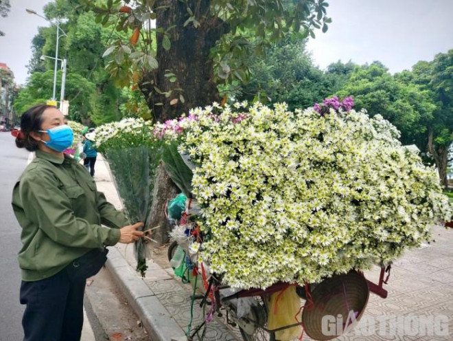 Giá hoa Cúc họa mi giảm mạnh do sức mua thấp