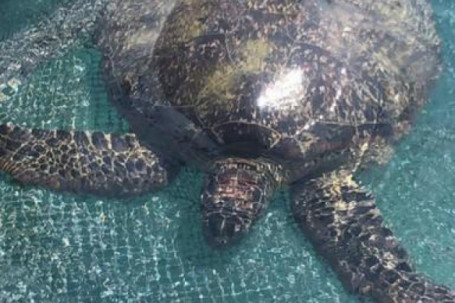 Ngư dân giải cứu rùa biển quý hiếm nặng 80 kg bị mắc cạn