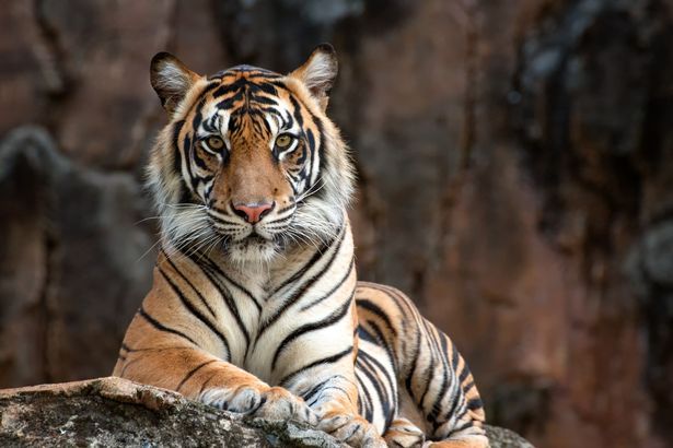 Việc hổ tấn công người trong khu bảo tồn được coi là điều hiếm khi xảy ra ở Ấn Độ.