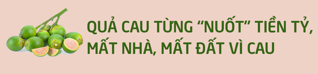 Trồng cau &#34;hái vàng&#34;: Nông dân hứng khởi trong cơn &#34;say tiền&#34; - 9