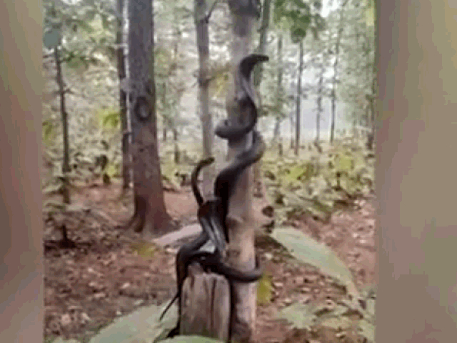 Clip: Sốc cảnh 3 con rắn hổ mang cùng xuất hiện trên một thân cây