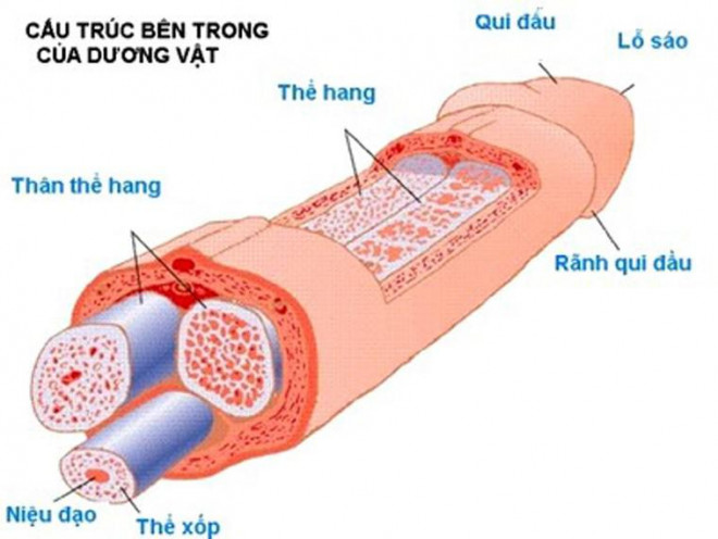 Một số tai nạn dễ gặp đối với &#34;cậu nhỏ&#34; và cách xử trí - 2