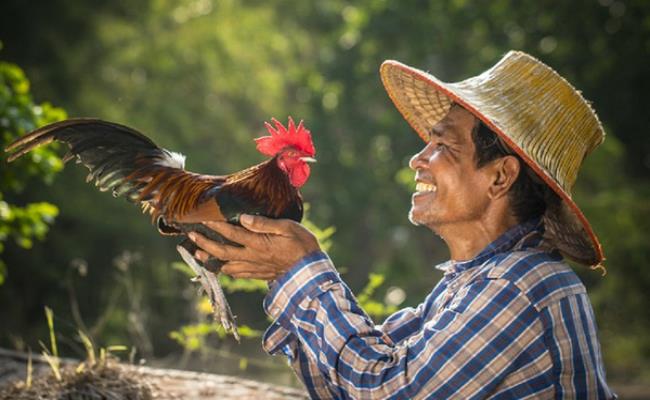 Trên thế giới, có rất nhiều giống gà quý hiếm với ngoại hình vô cùng “dị biệt”, đi kèm với đó là giá bán “siêu đắt đỏ” chỉ giới đại gia mới dám mua.
