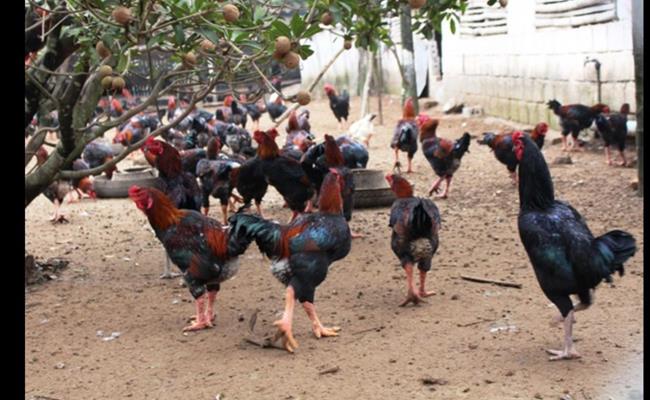 Thịt gà Móng có giá khoảng từ 180.000/kg đối với gà nuôi 6 tháng, khoảng 280.000 đồng/kg đối với lứa gà nuôi được 10 tháng. Loại gà này rất nhanh lớn, không cần chăm sóc phức tạp, đặc biệt chúng là loài ưa sống thả tự nhiên.
