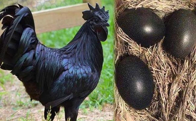 Giống gà này có nguồn gốc từ Indonesia, được lai tạo từ một loại gen tự nhiên có sức đề kháng cao.
