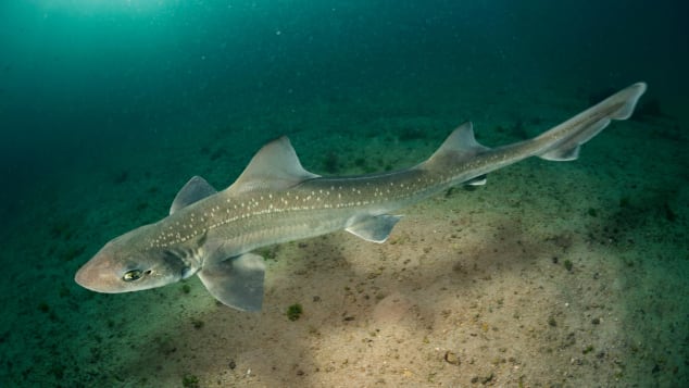 Cá mập độc quý hiếm lần đầu tiên xuất hiện trên sông Thames sau hơn 60 năm (ảnh: CNN)