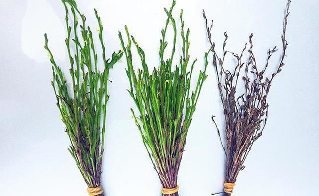 Giá cỏ hoa vàng ở thị trường Việt phụ thuộc vào từng thời điểm, dao động từ 200.000 đồng - 5 triệu đồng/kg cỏ khô. Hay nói cách khác, loại cỏ mọc dại này có thể biến thành “mỏ vàng” nếu bạn biết cách khai thác chúng hợp lý. 
