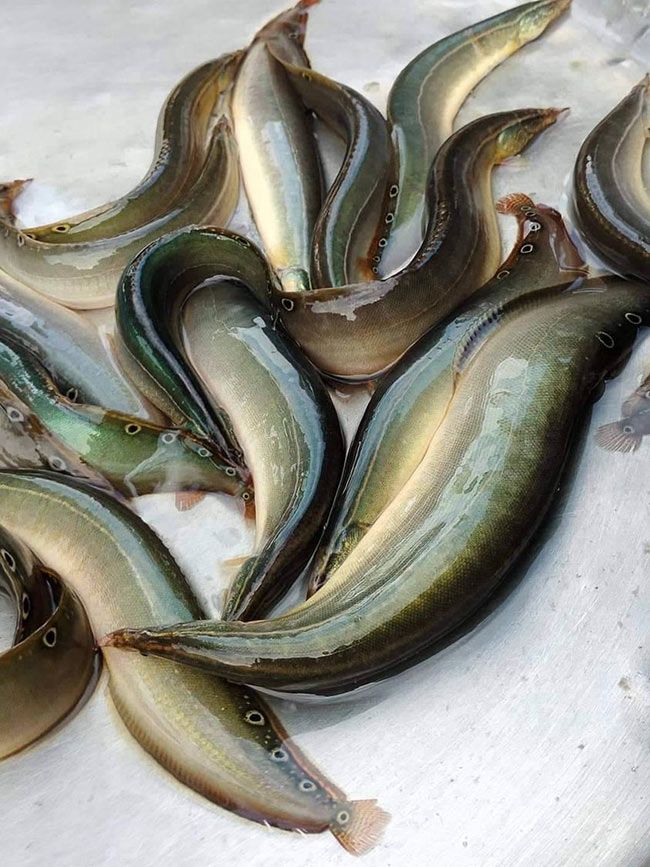 Cá chạch lấu được xem là đặc sản hiếm của miền Tây sông nước