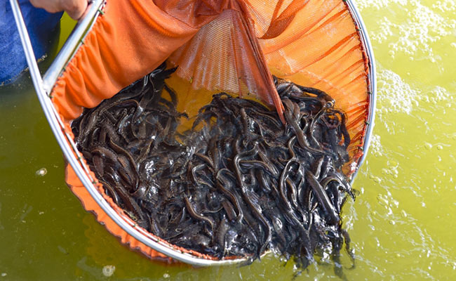 Anh Tiến nuôi cá chạch lấu và mang về nguồn thu kha khá. Ảnh: Báo Thanh Hóa