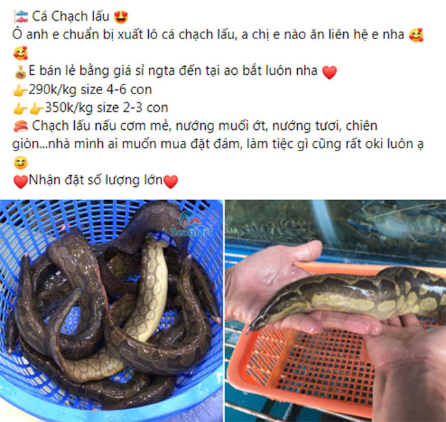Cá chạch lấu được rao bán nhiều trên chợ mạng