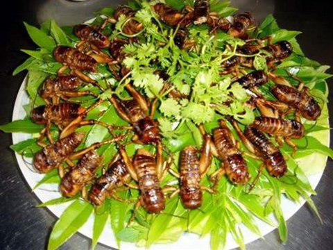Ăn các loại côn trùng tiềm ẩn nhiều rủi ro
