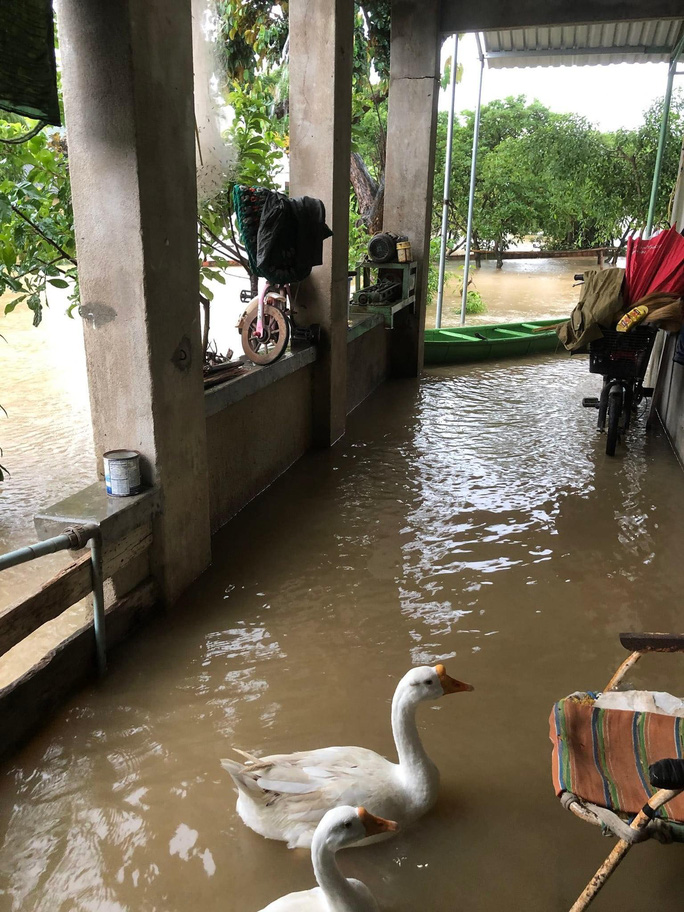 Vịt tung tăng bơi trong nhà người dân thị xã An Nhơn, tỉnh Bình Định khi nước lũ dâng cao