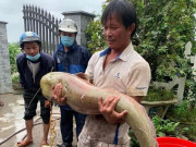 Tin tức trong ngày - Thả lưới ngoài ruộng, bất ngờ bắt được cá leo “khủng”