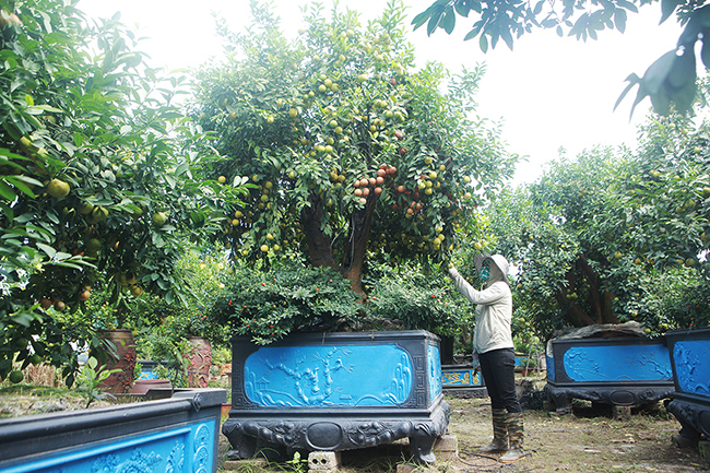 Chủ nhân vườn chanh ghép bưởi độc đáo nhất vùng đất cây cảnh Văn Giang (Hưng Yên) là anh Nguyễn Hưng, anh Hưng được biết đến là một nông dân chuyên làm những cây cảnh độc, lạ cỡ đại phục vụ nhu cầu chơi Tết của người dân, trong đó đa số phục vụ những đại gia giàu có trong vùng cũng như các tỉnh.
