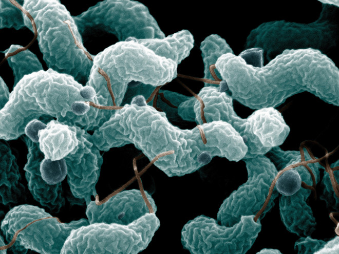 Vi khuẩn Campylobacter gây tiêu chảy, sốt, buồn nôn...