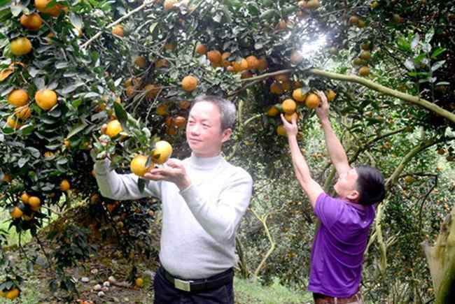 Tương tự hai ngôi làng kể trên, vùng cam Minh Hợp cũng nổi tiếng giàu có nhờ nghề trồng cam. Nơi đây sở hữu diện tích canh tác cam khổng lồ gần 200 ha, trên 80% hộ dân đạt doanh thu hơn 500 triệu đồng/năm, trong đó có trên 10 hộ đạt từ 2-4 tỷ đồng/năm.
